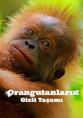 Orangutanların Gizli Yaşamı
