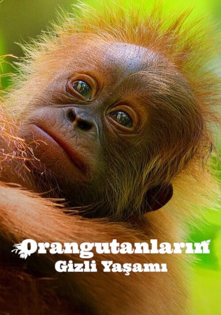 Orangutanların Gizli Yaşamı