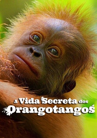 A Vida Secreta dos Orangotangos