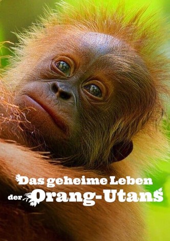 Das geheime Leben der Orang-Utans