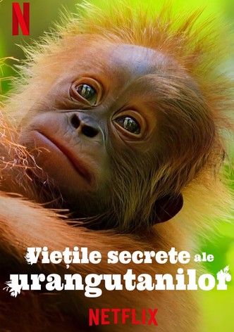 Viețile secrete ale urangutanilor