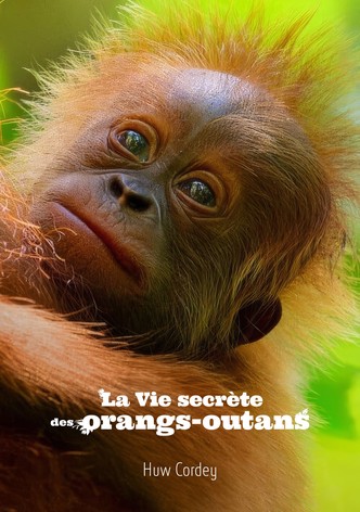 La Vie secrète des orangs-outans