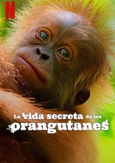 La vida secreta de los orangutanes