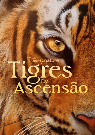 Tigres em Ascensão
