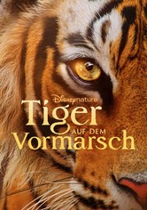 Tiger auf dem Vormarsch