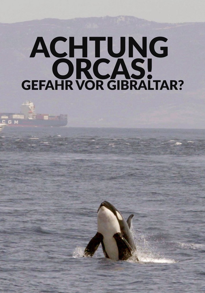 Watch Out for Orcas! Danger Off Gibraltar?