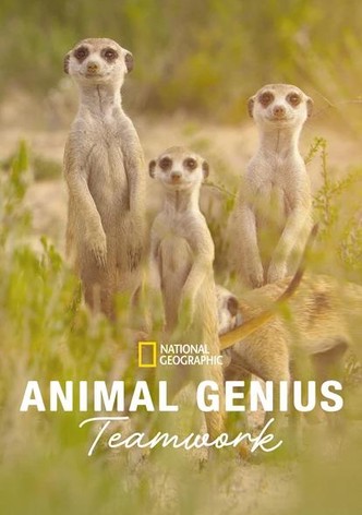 Animal Genius