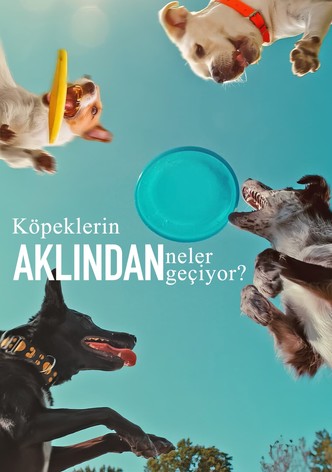 Köpeklerin Aklından Neler Geçiyor?
