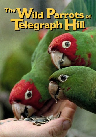 The Wild Parrots of Telegraph Hill