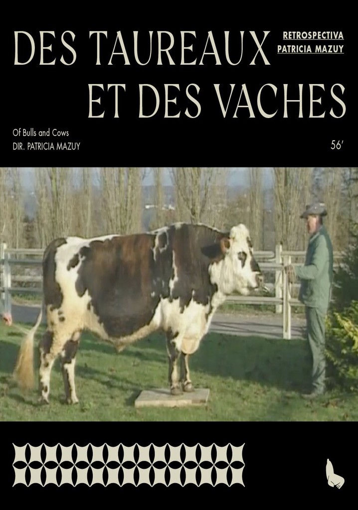 Des taureaux et des vaches