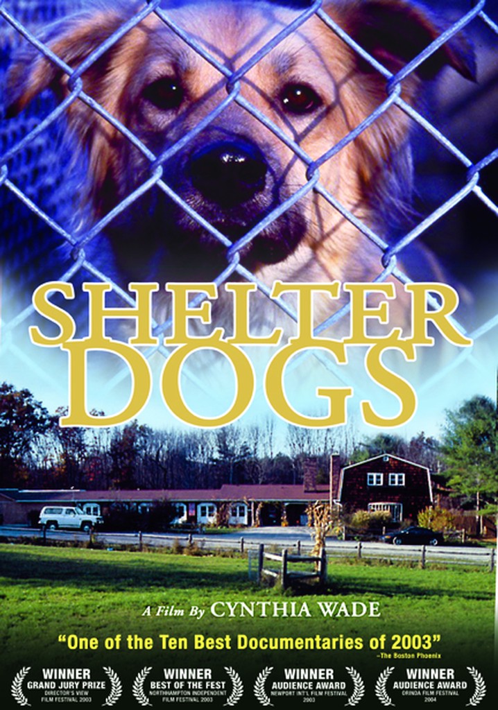 Shelter Dogs