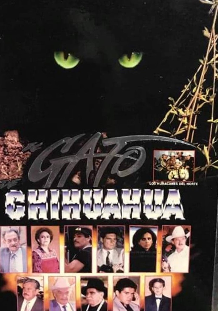 El gato de Chihuahua