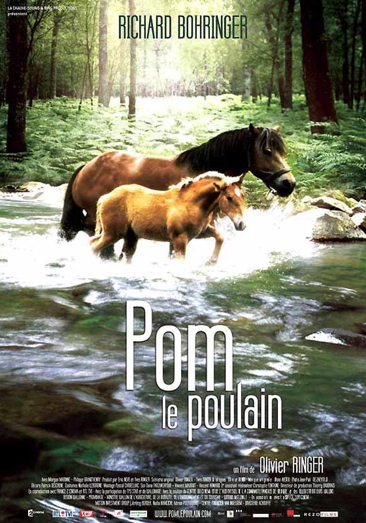 Pom, le poulain
