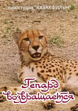 The Cheetah Comes Back