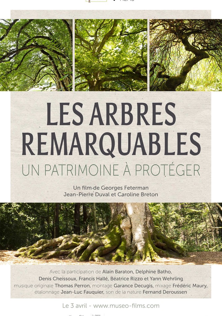 Les arbres remarquables - Un patrimoine à protéger