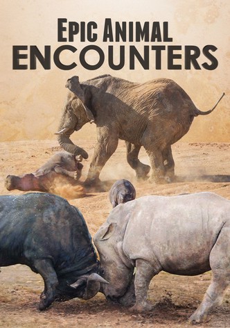 Epic Animal Encounters