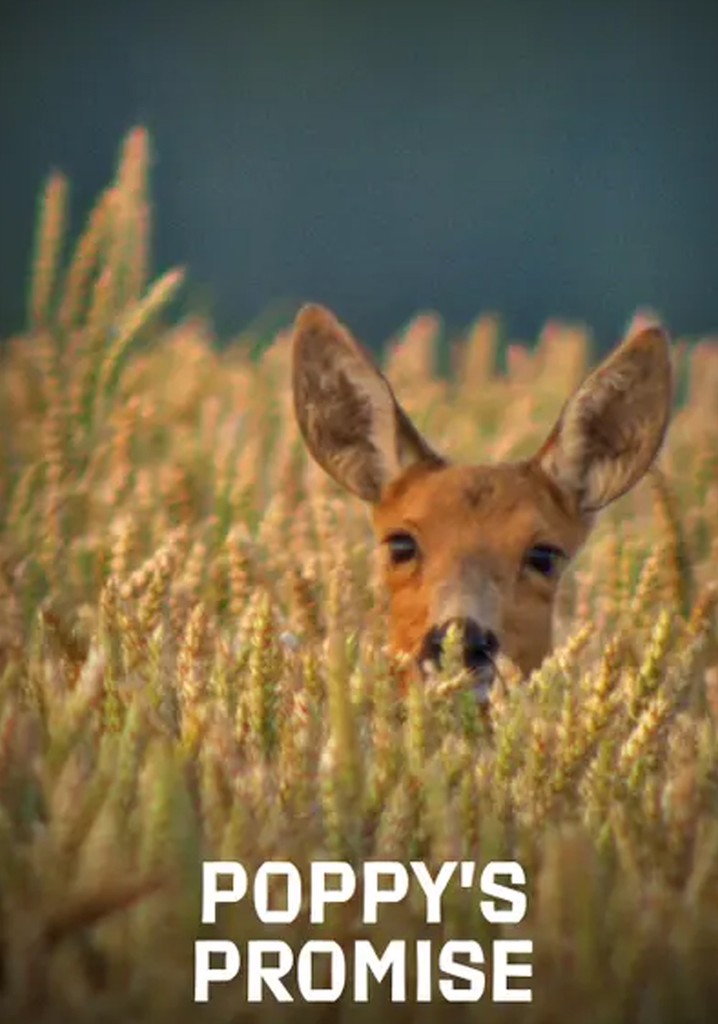 Poppy's Promise: Secret Life in a Cornfield