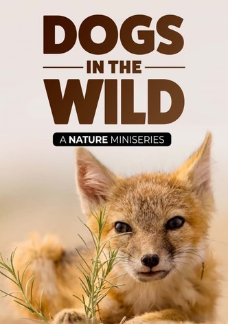 Dogs in the Wild: Meet the Family