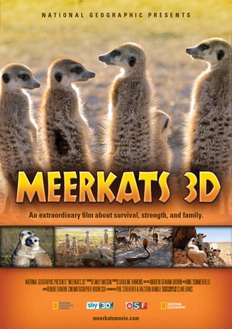 Meerkats 3D