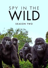 Spy in the Wild - Season 2