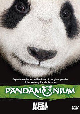 Pandamonium