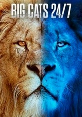 Big Cats 24/7
