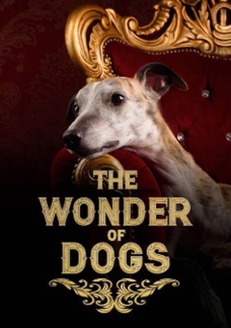 The Wonder of Dogs