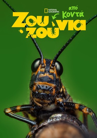 Ζουζούνια από Κοντά