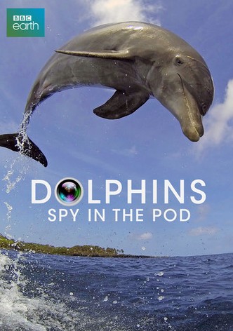 Dolphins: Spy in the Pod