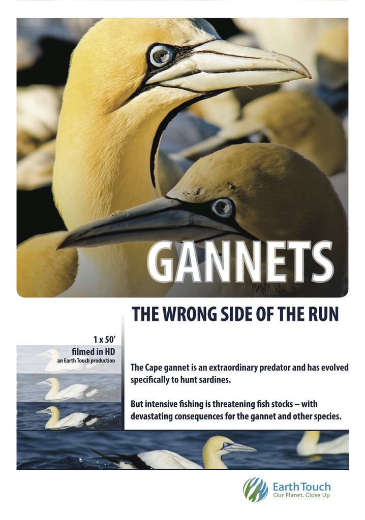 Gannets: The Wrong Side of the Run