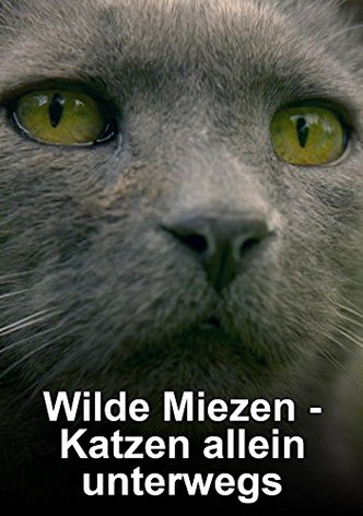 Wilde Miezen - Katzen allein unterwegs