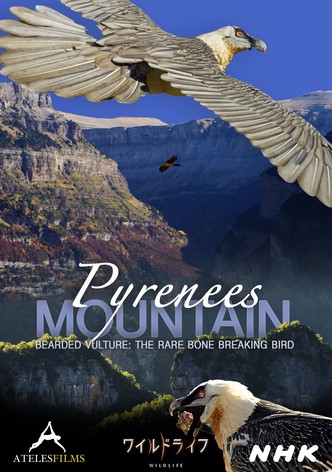 Pyrenees Mountain: Bearded Vulture - The Rare Bone Breaking Bird