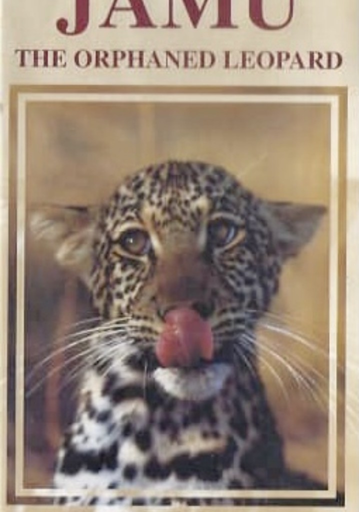 JAMU the Orphaned Leopard