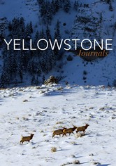 Yellowstone Journals