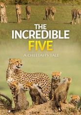 The Incredible Five A Cheetah's Tale