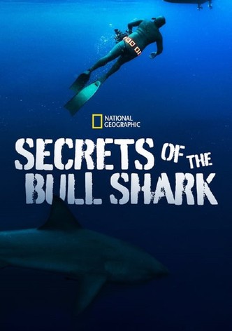 Secrets of the Bull Shark