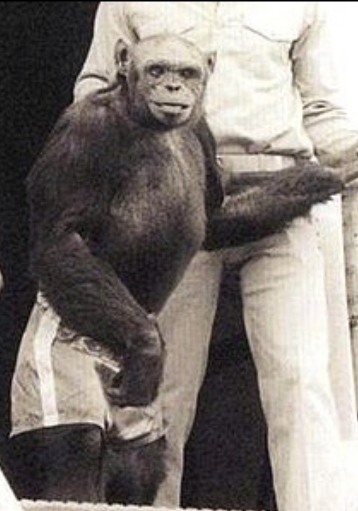 Humanzee: The Human Chimp