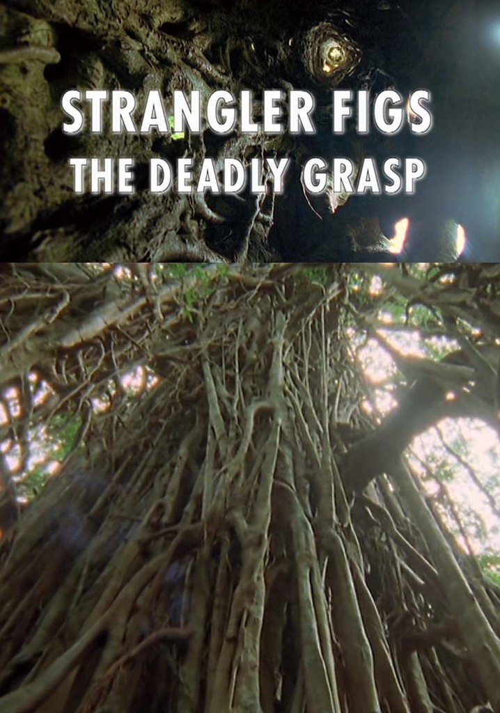 Strangler Figs: The Deadly Grasp