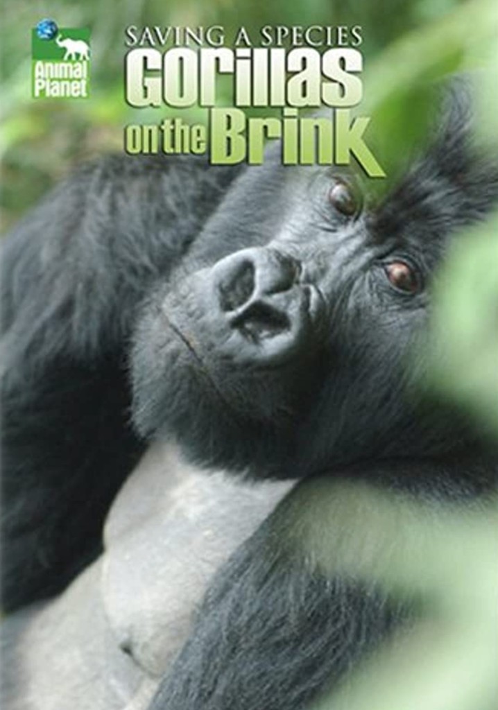 Saving a Species: Gorillas on the Brink