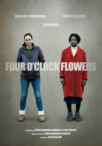 Four O'Clock Flowers