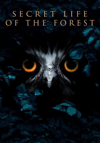 Vier Jahreszeiten - Ein Wald im Wandel