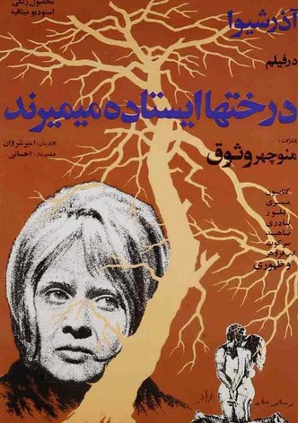 Derakhtan istade mimirand