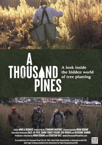 A Thousand Pines