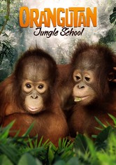 Orangutan Jungle School - Season 3