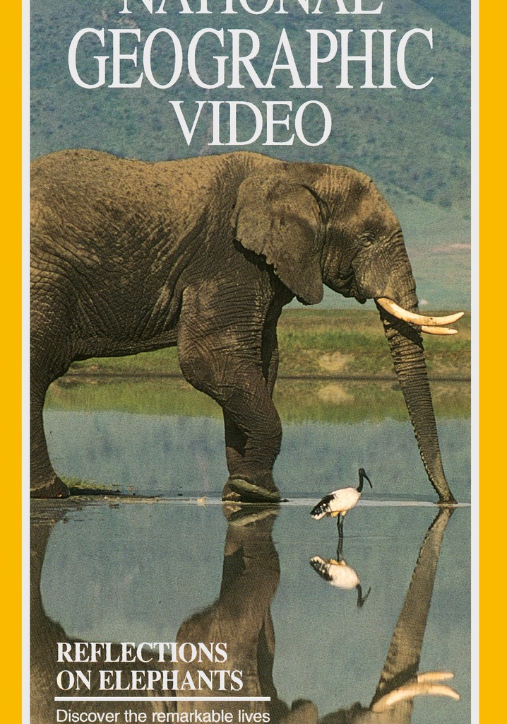 Reflections on Elephants