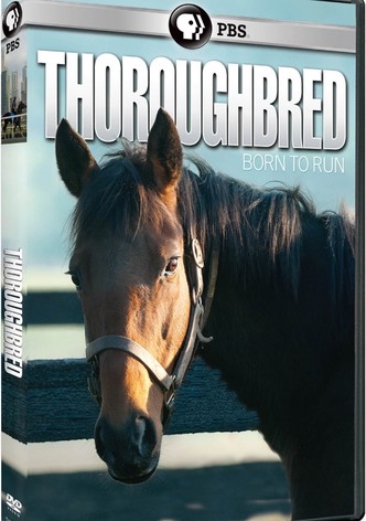 Thoroughbred: Born to Run