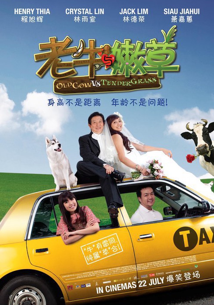 Old Cow Vs Tender Grass