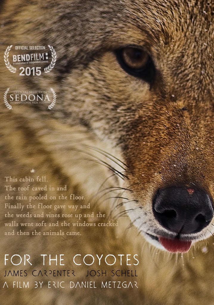For the Coyotes