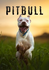 Câini feroci (Pitbull)