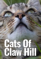 Desperate House Cats